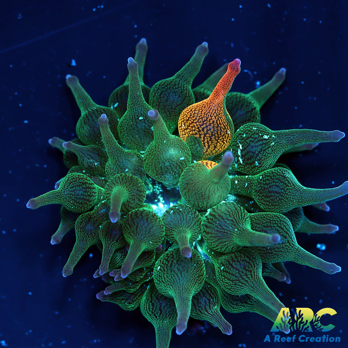 EEC Nexus Burst BT Anemone