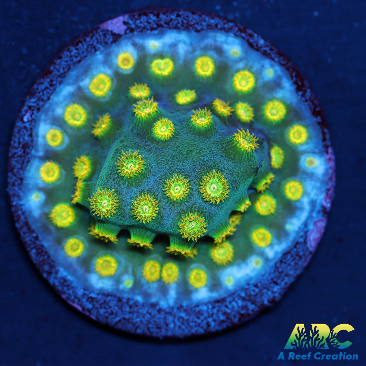 Rick and Morty Cyphastrea
