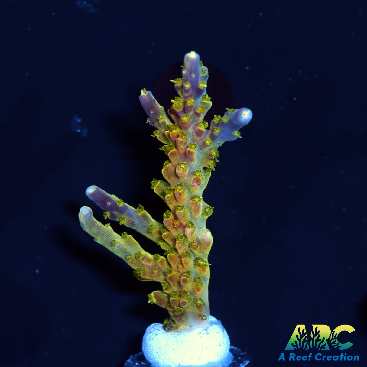 Paletta Pink Tip Acro