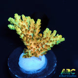 ARC Peach Giant Table Acro