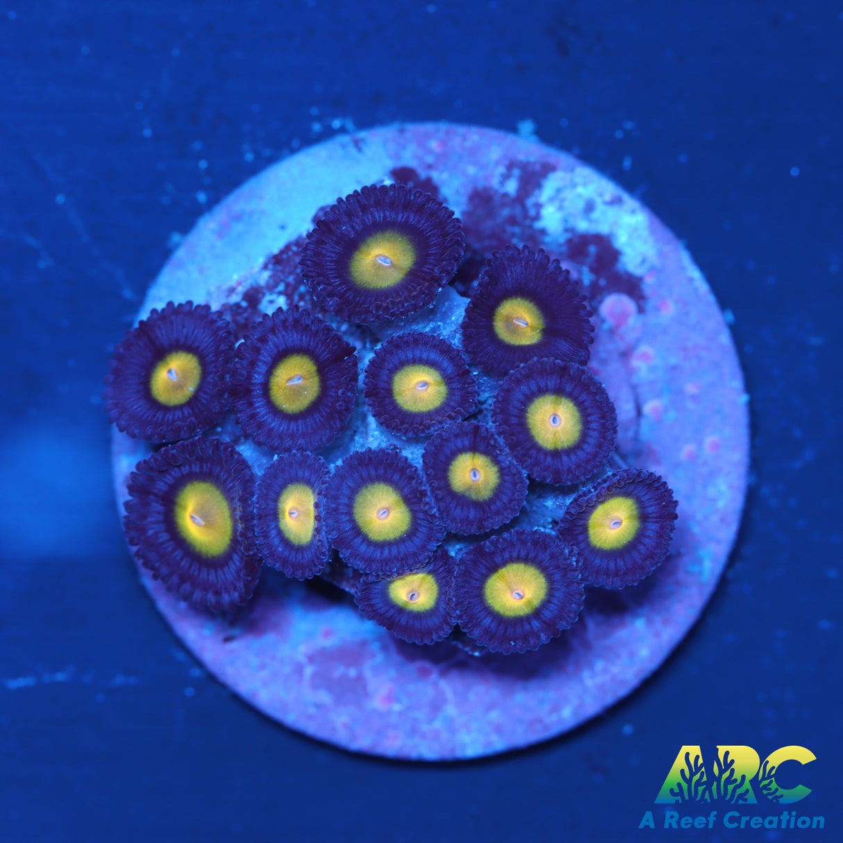 WWC AOI Zoas