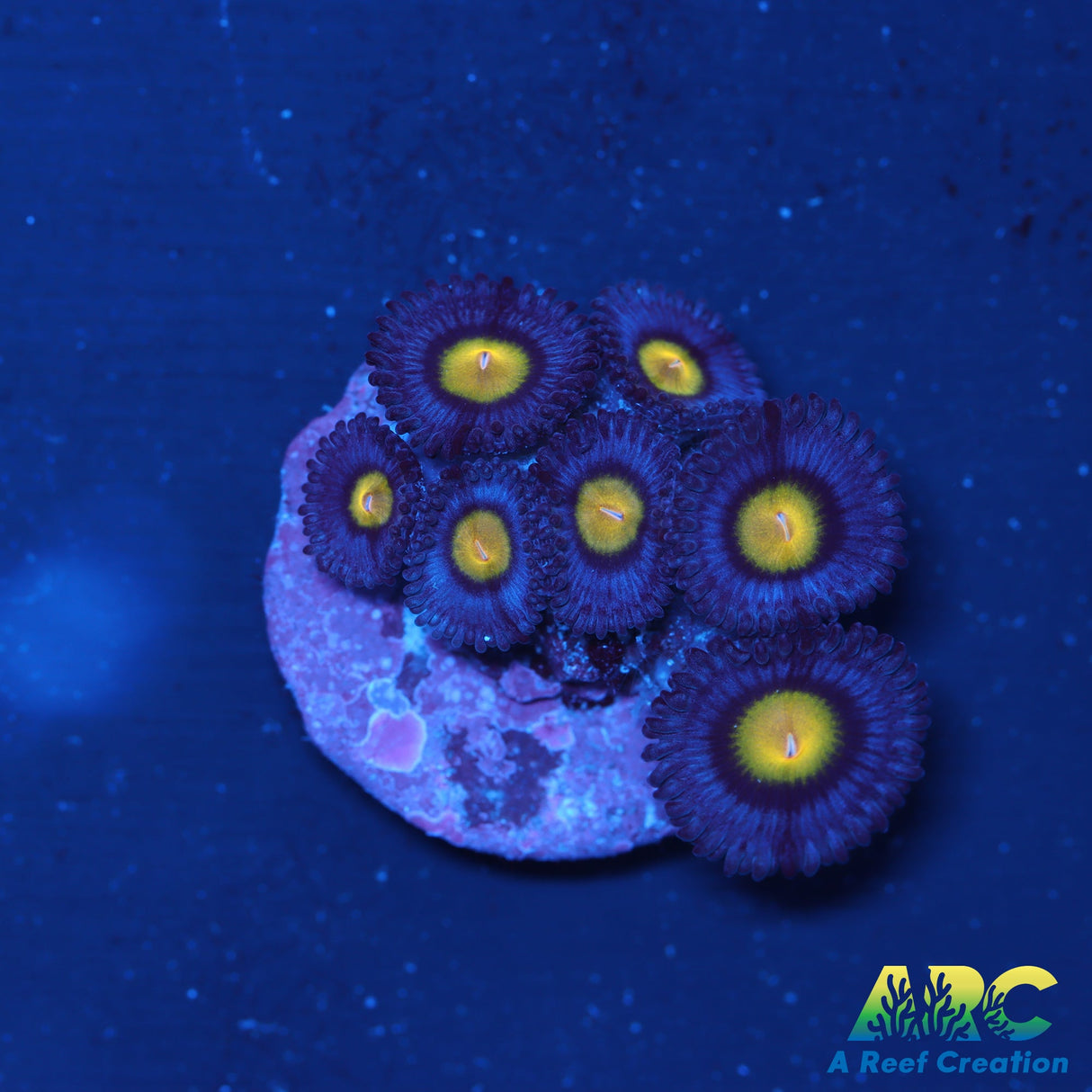 WWC AOI Zoas