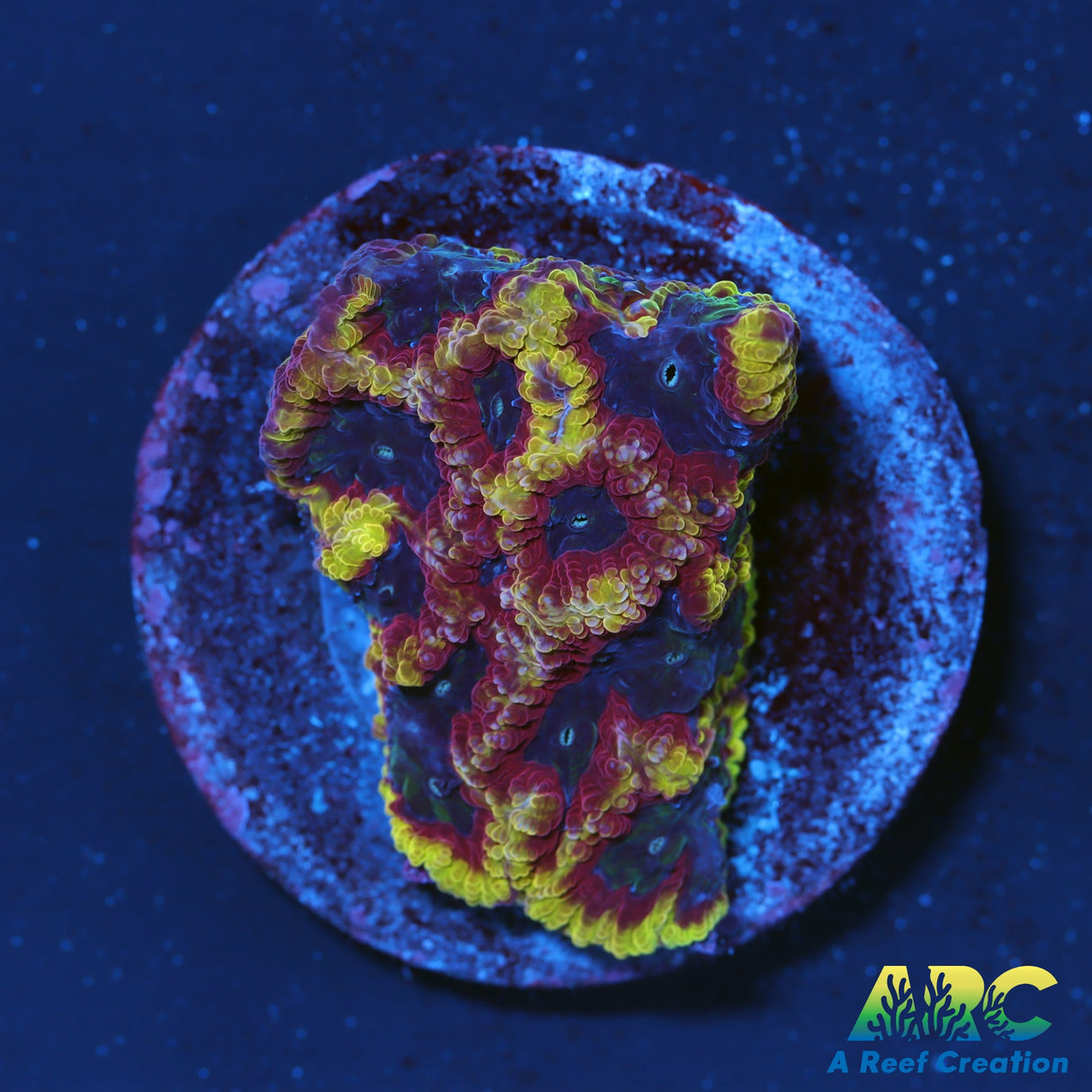 ARC Pacman Favia