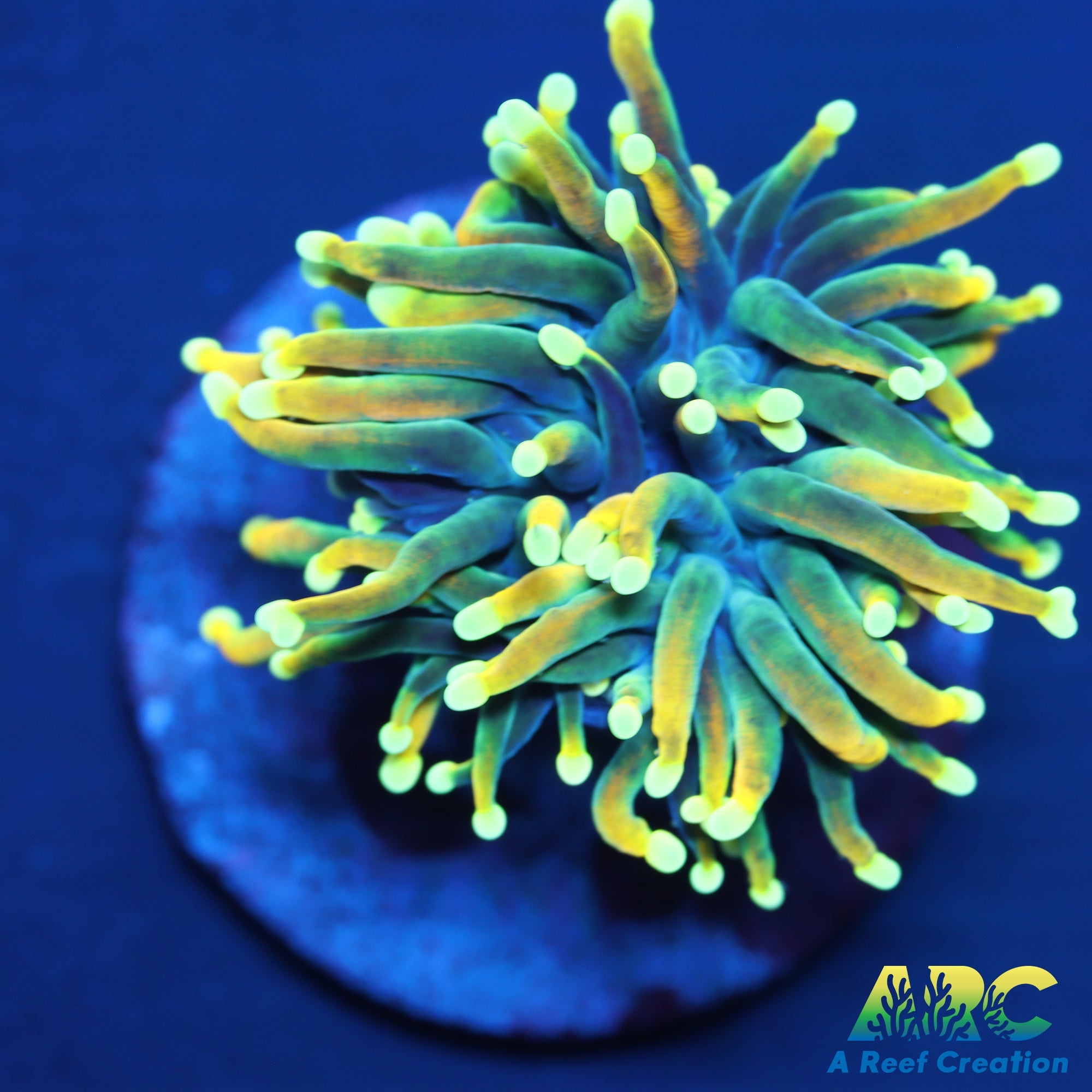 CC Shock Torch – A Reef Creation