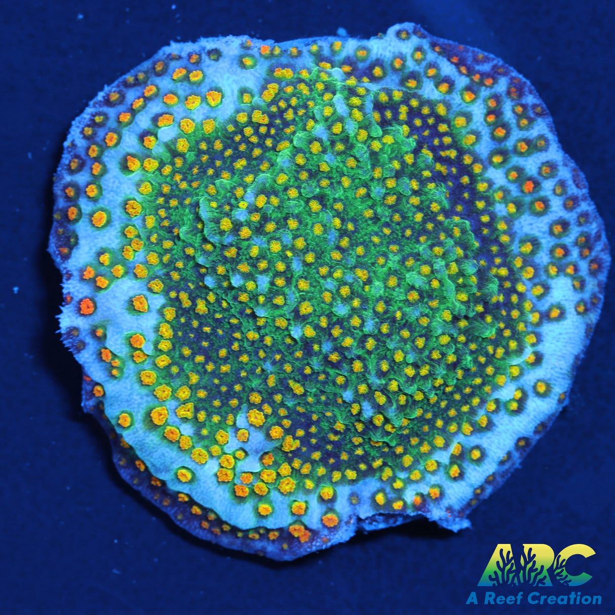 Rainbow Montipora