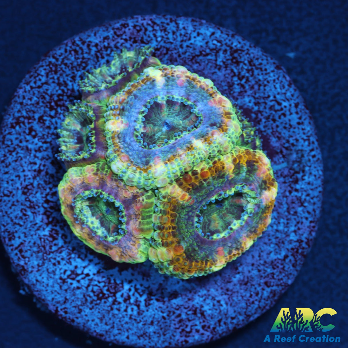 ARC Lavender Acan