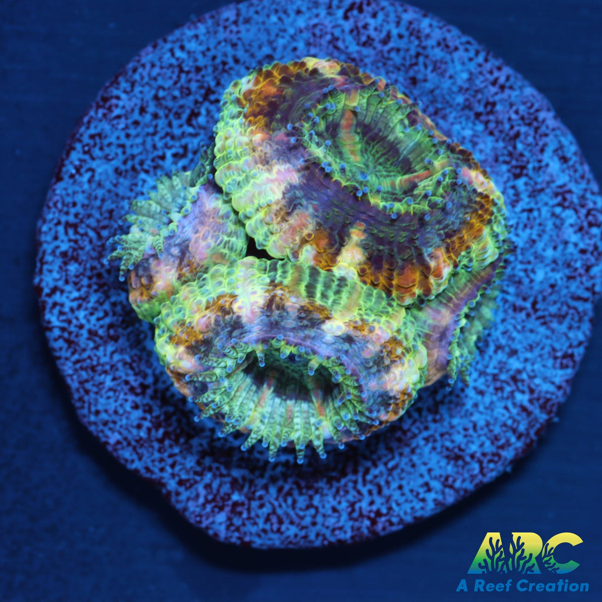 ARC Lavender Acan