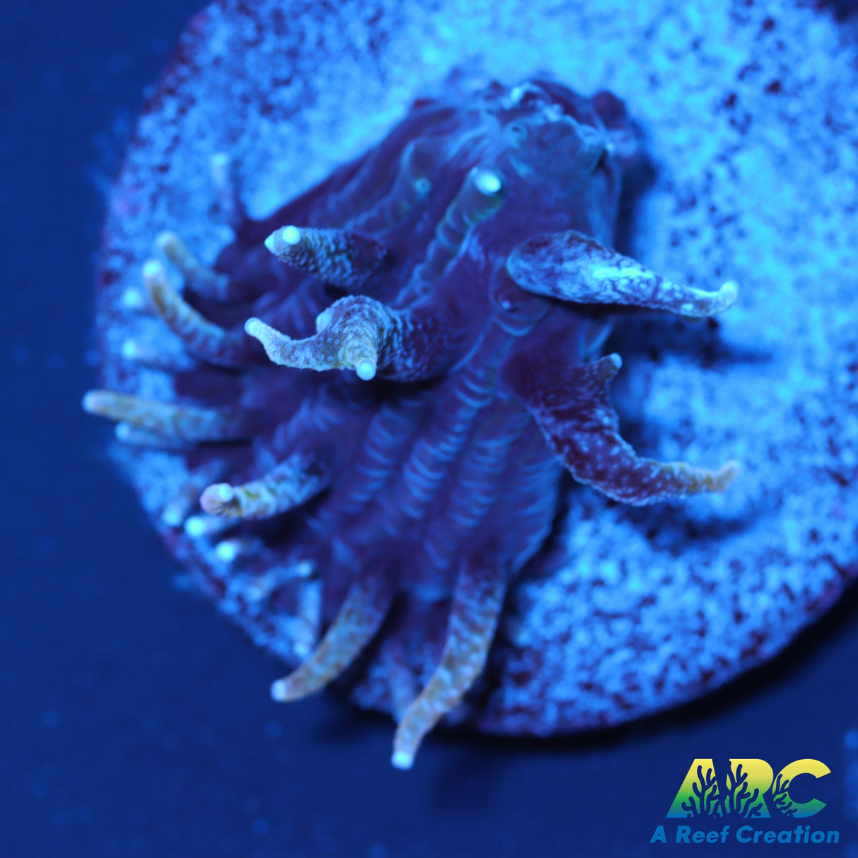 ARC Blue Hydra Diaseris Plate