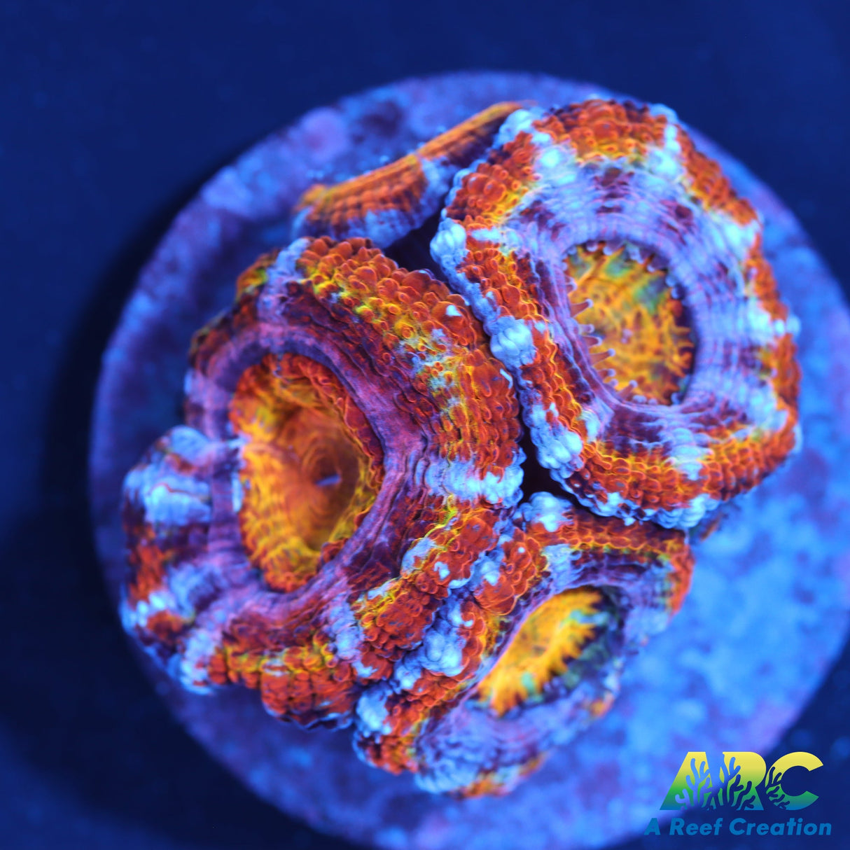 ARC Ever After Acan