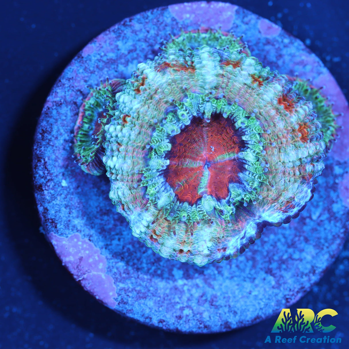 FF Blue Magic Acan