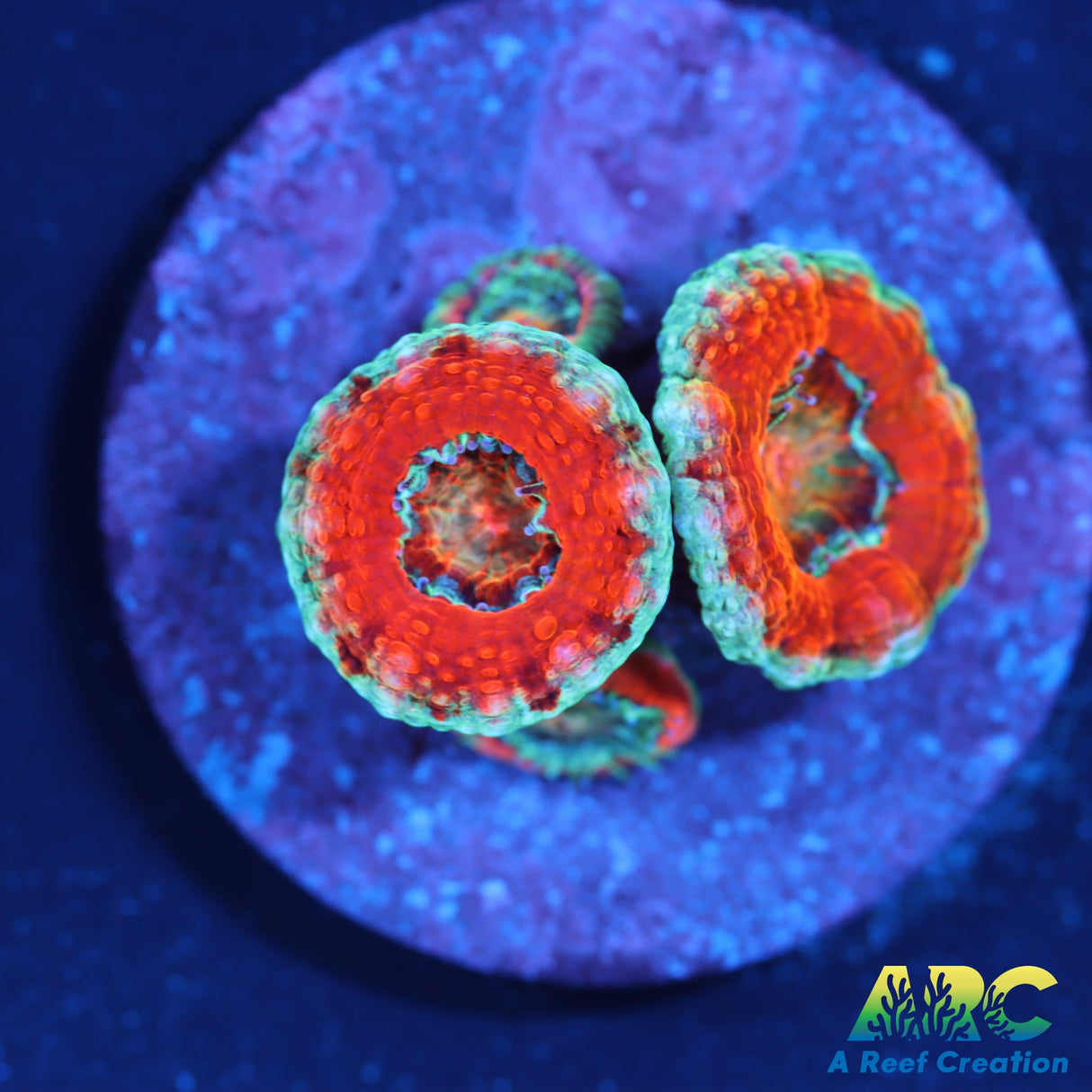 ARC Red and Teal Acan