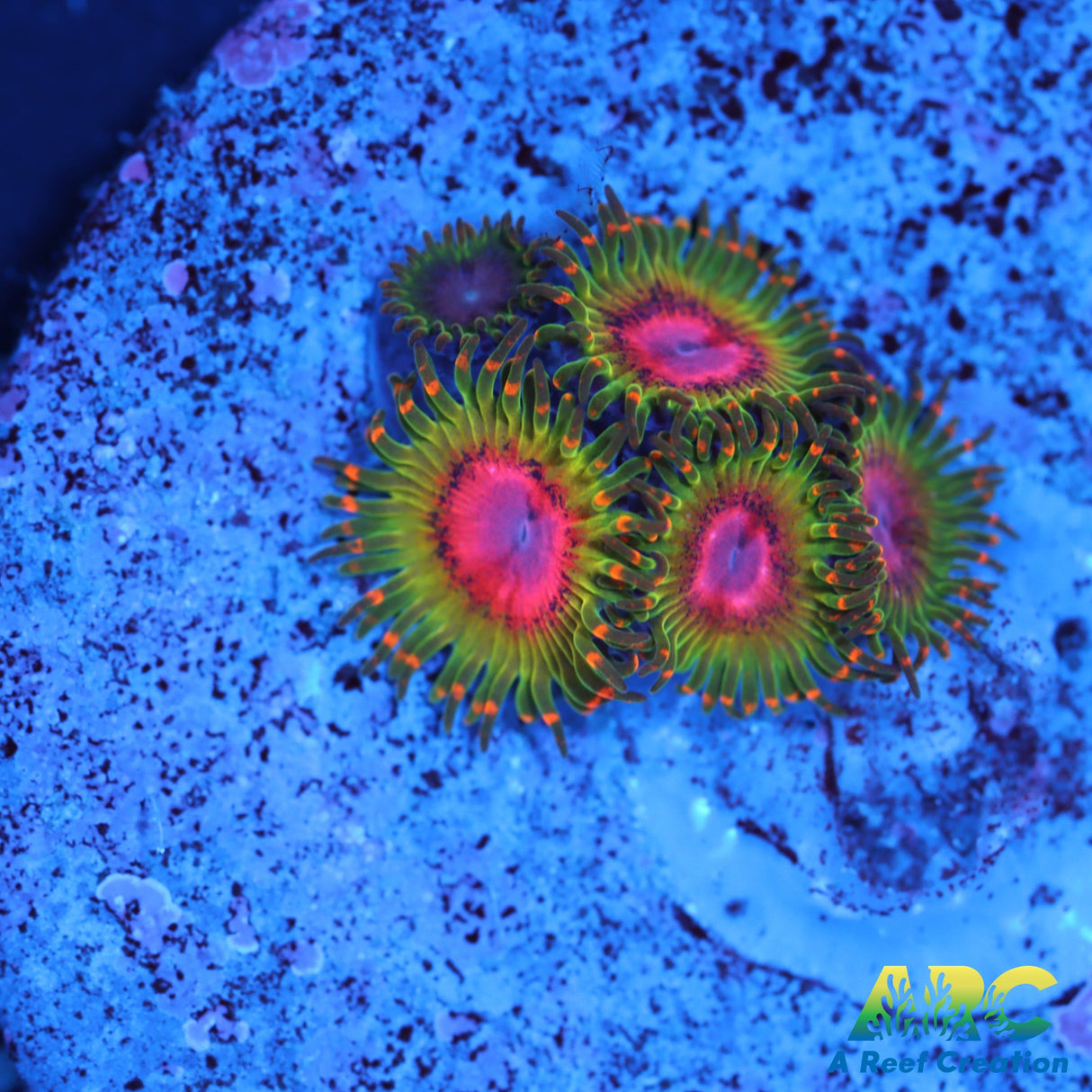 Awesome Blossom Zoas