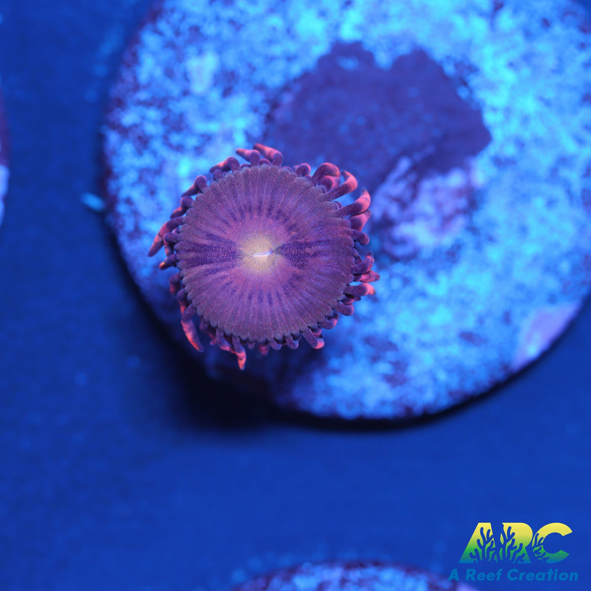 Cherry Blossom Zoas