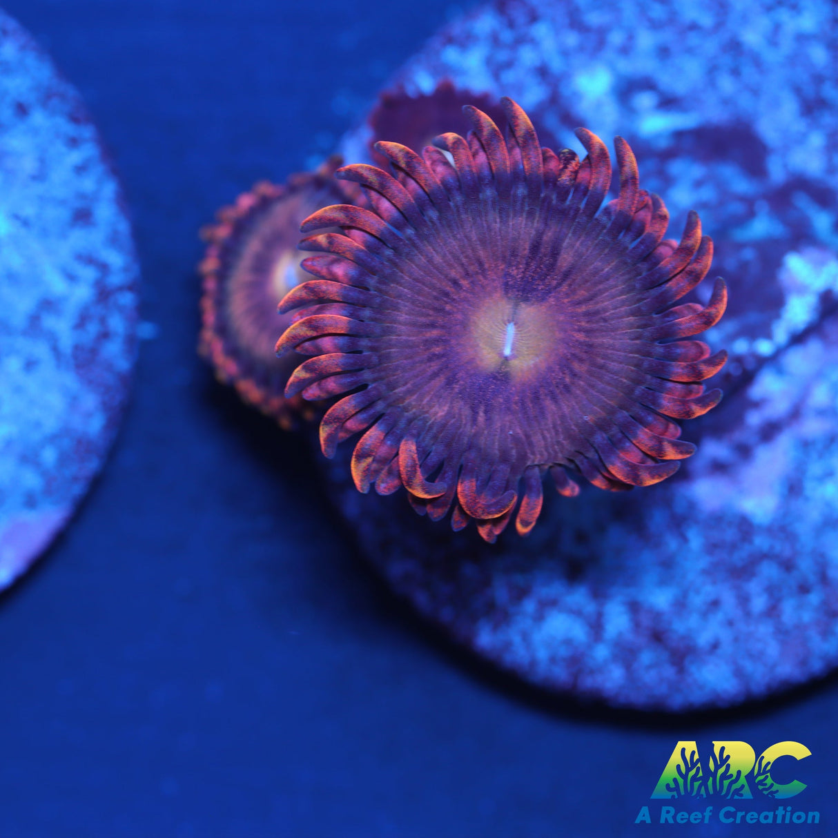 Cherry Blossom Zoas