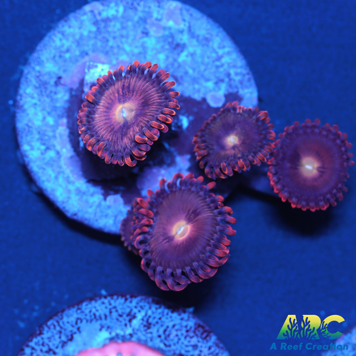 Cherry Blossom Zoas