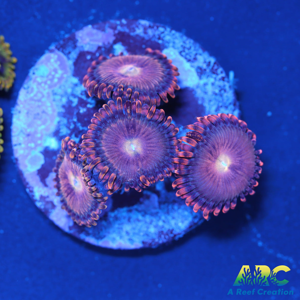 Cherry Blossom Zoas