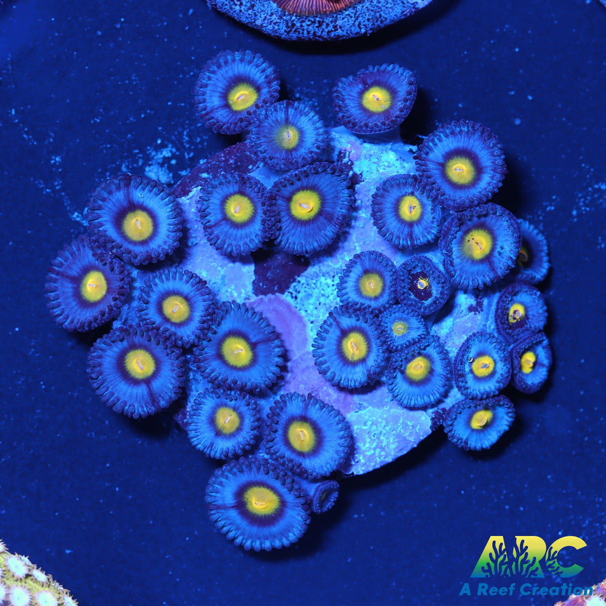 WWC AOI Zoas