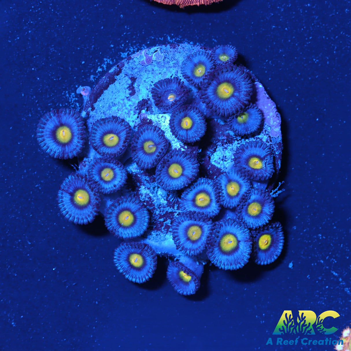 WWC AOI Zoas