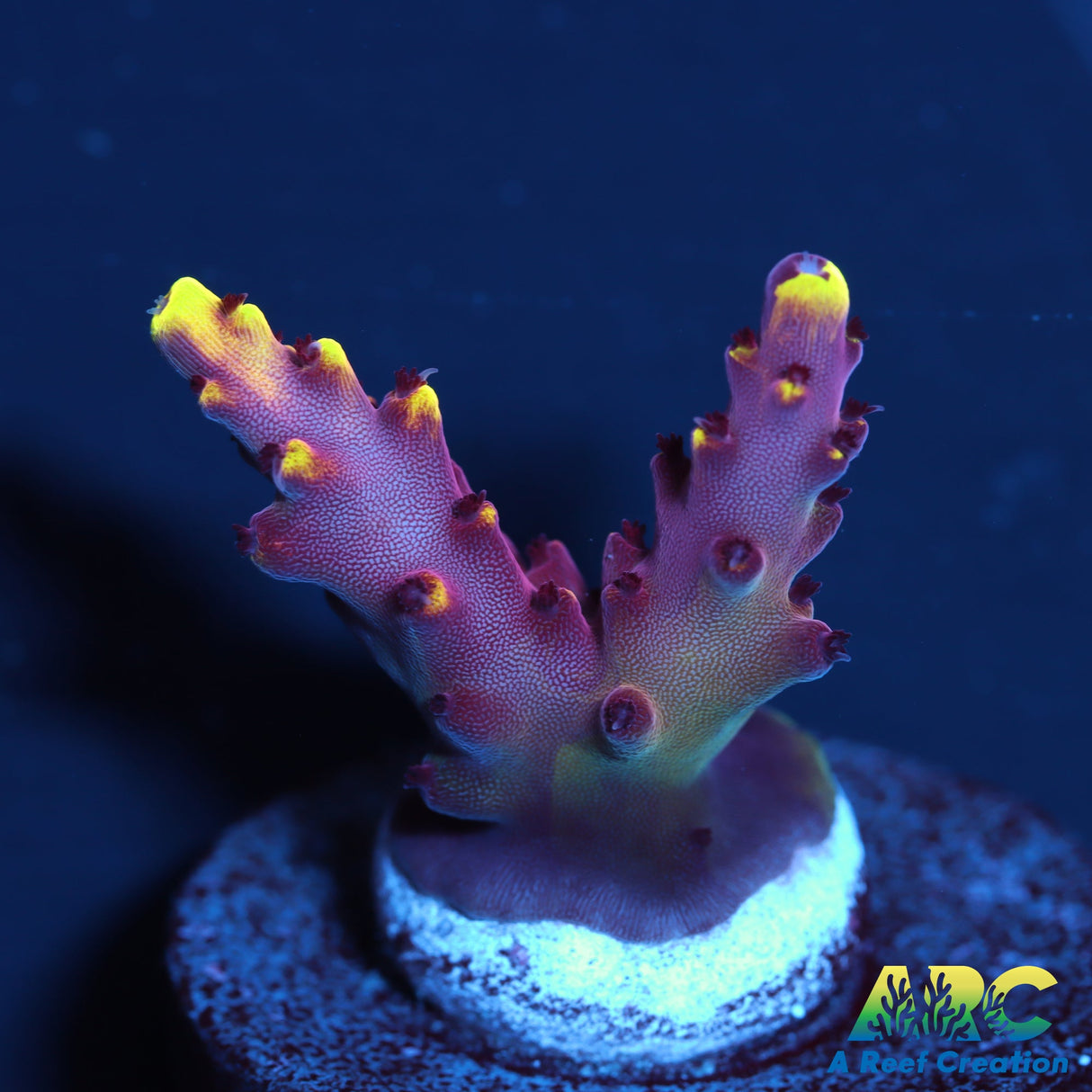 JF Fox Flame Acro