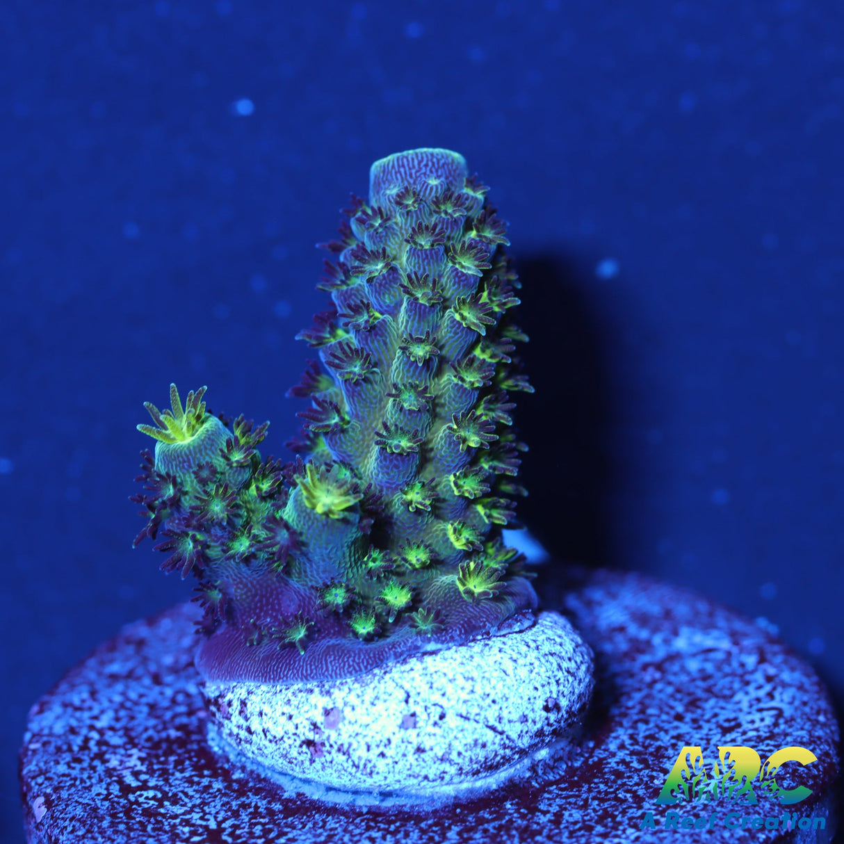 DFI Blue O Humilis