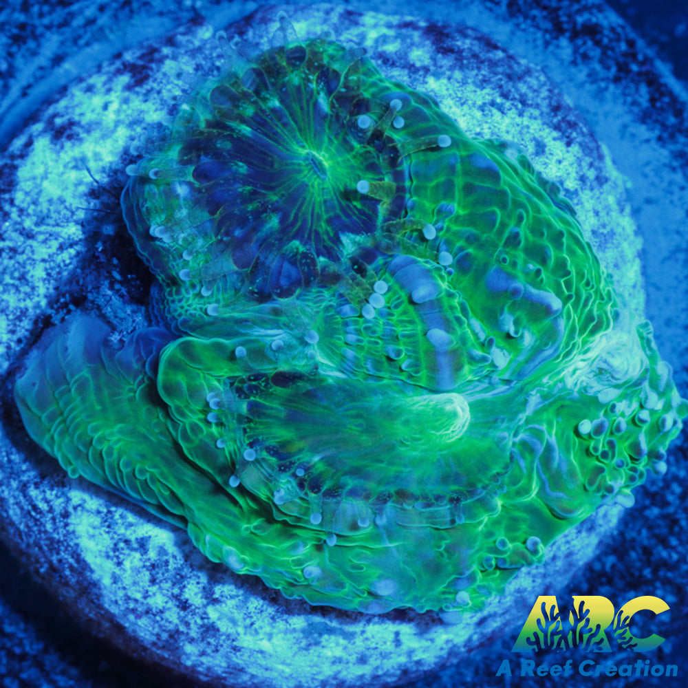 Green Acan Bower