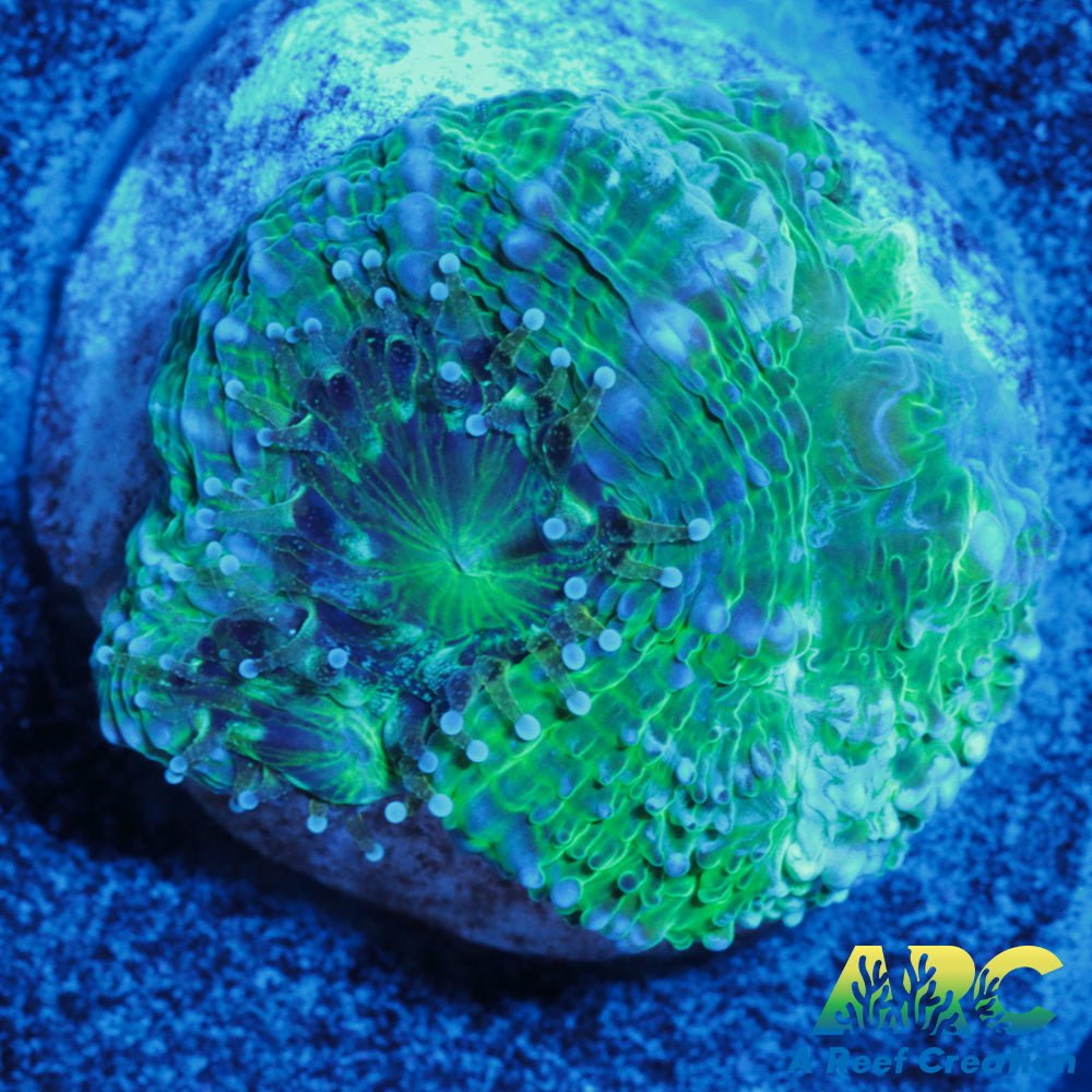 Green Acan Bower