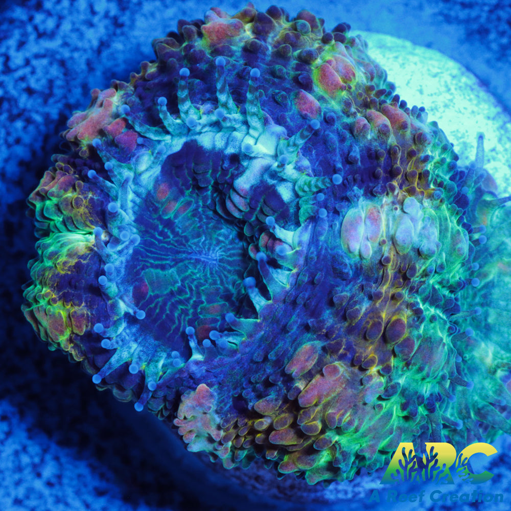 Stripe Green Acan