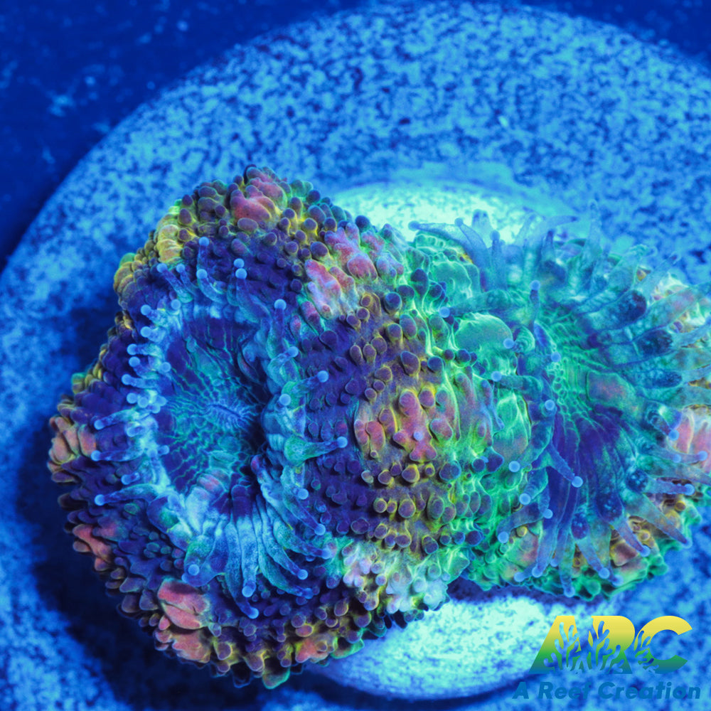 Stripe Green Acan