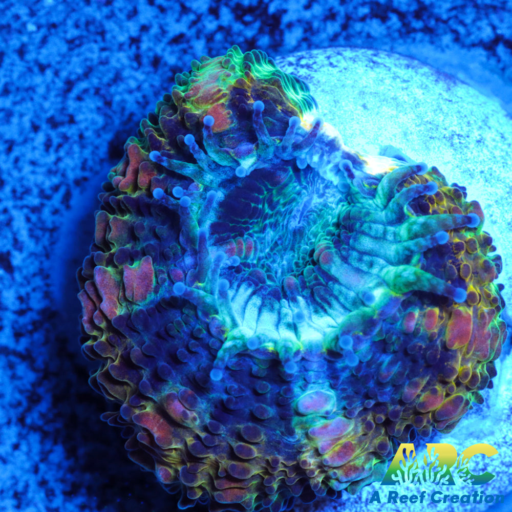 Stripe Green Acan