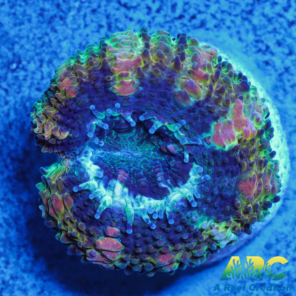 Stripe Green Acan