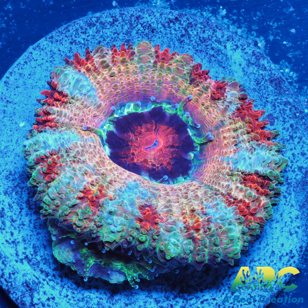 FF Blue Magic Acan