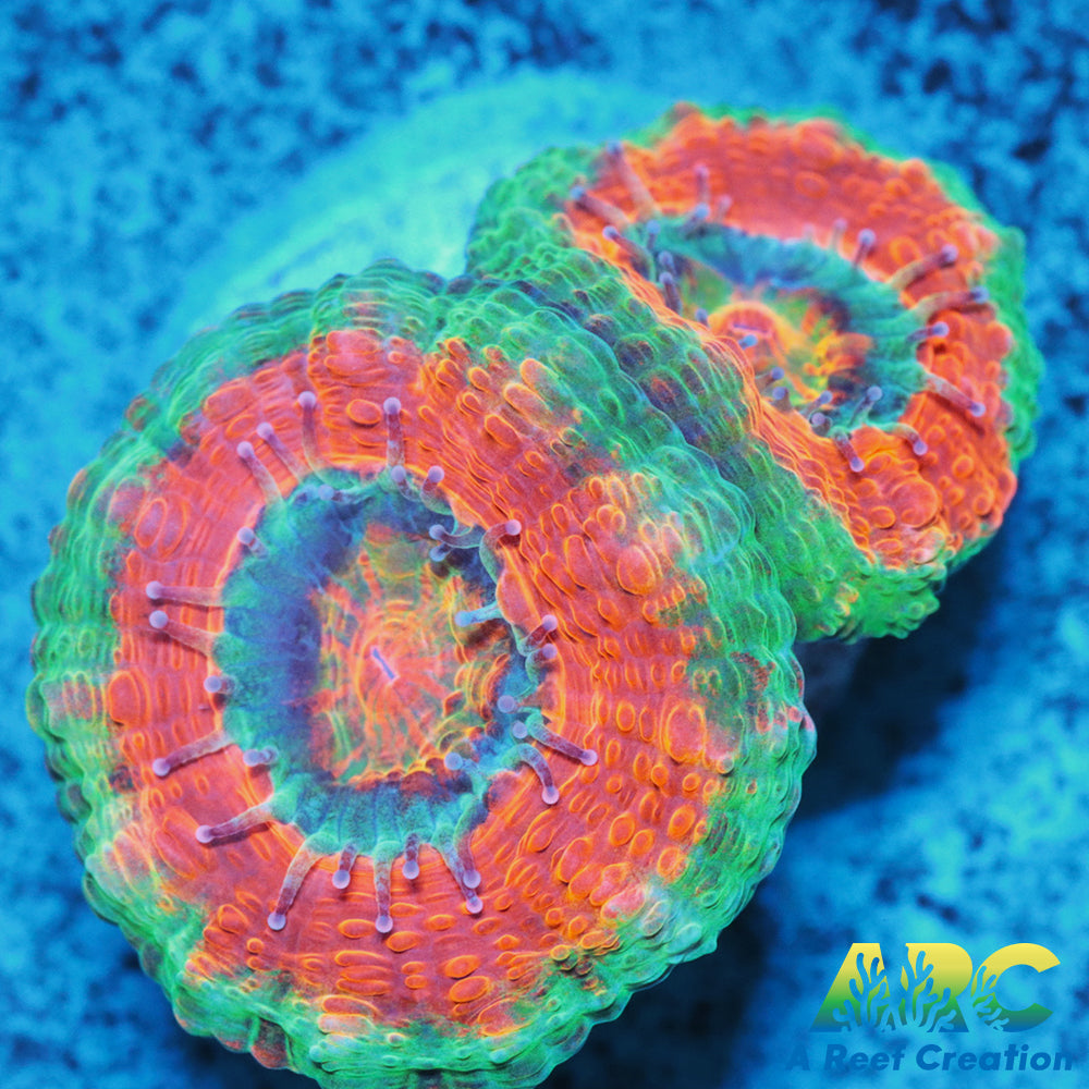 Red and Teal Acan