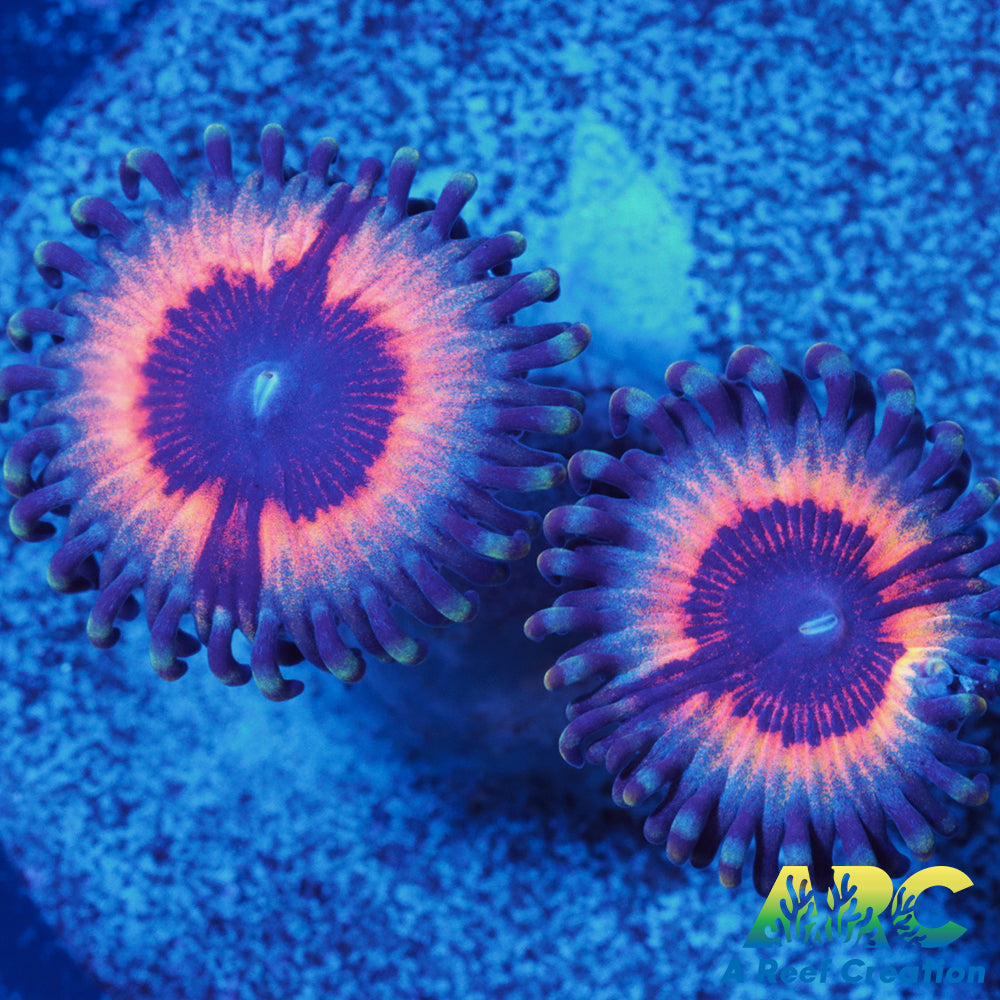 Vamps Zoas