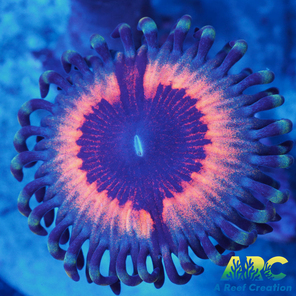 Vamps Zoas