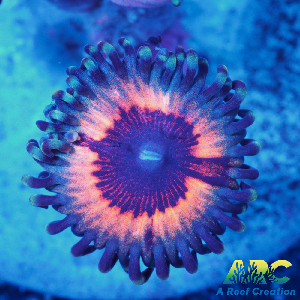 Vamps Zoas