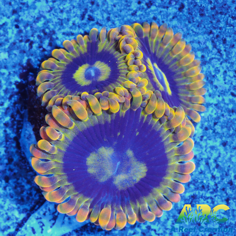 Rainbow Yoda Zoas