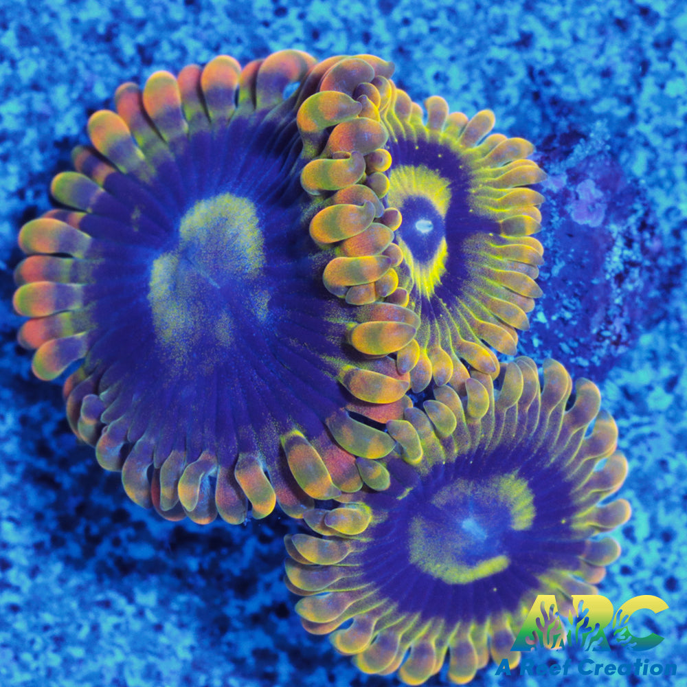 Rainbow Yoda Zoas