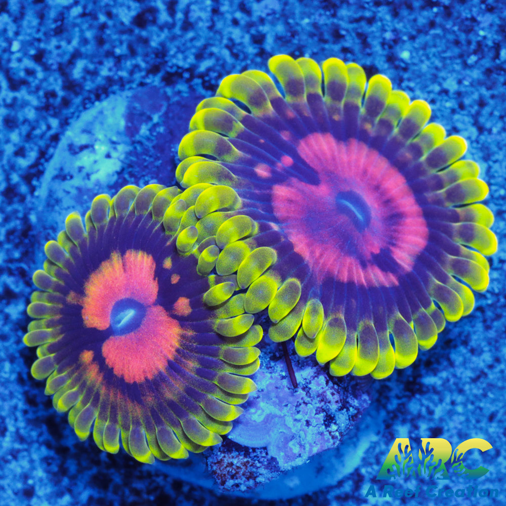 CC Scarlet Fever Zoas