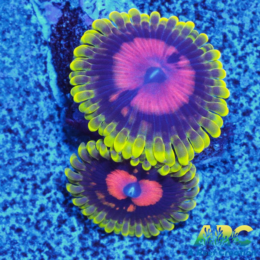 CC Scarlet Fever Zoas