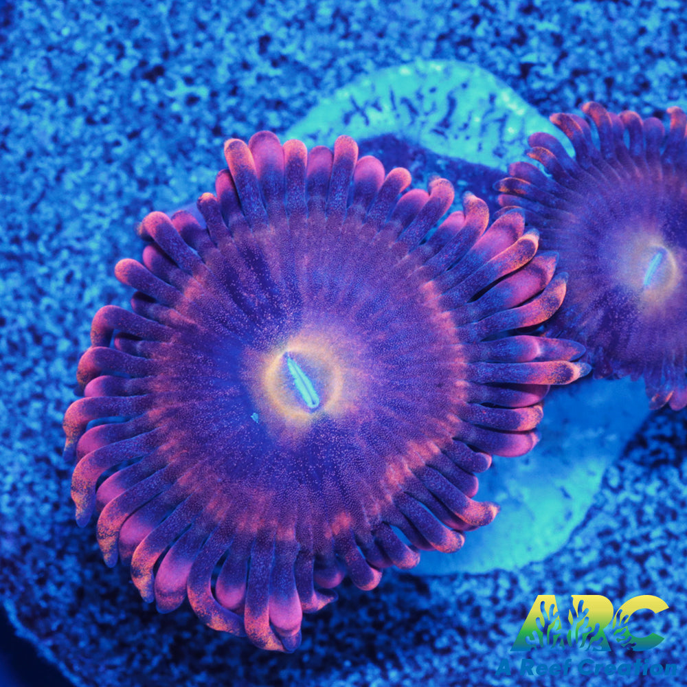 Cherry Blossom Zoa