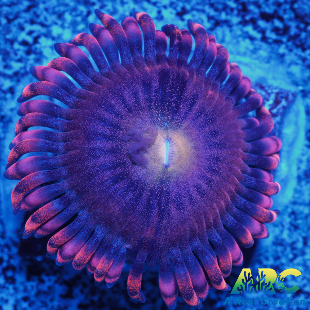 Cherry Blossom Zoa