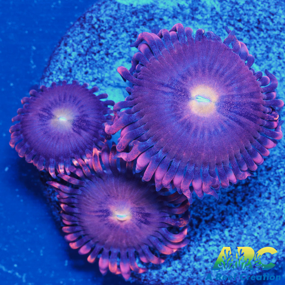 Cherry Blossom Zoa