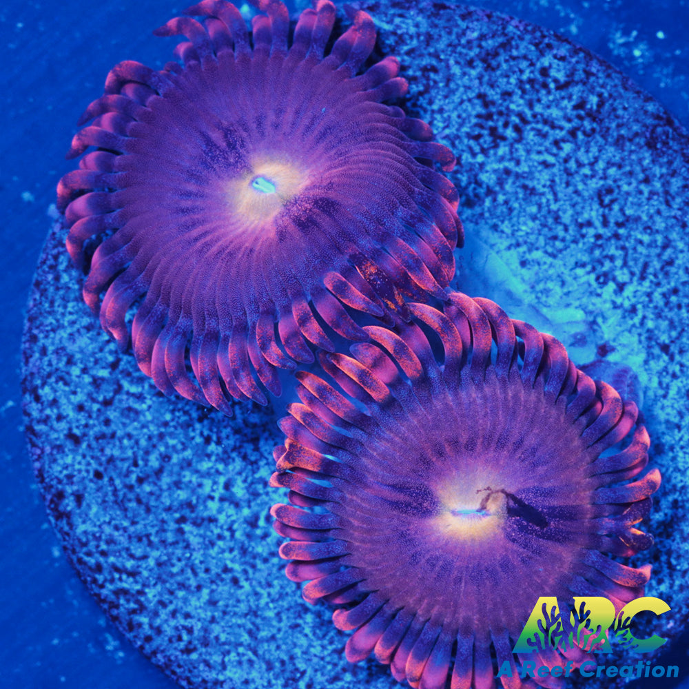 Cherry Blossom Zoa