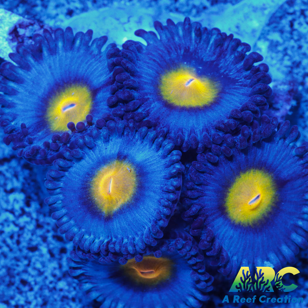 WWC AOI Zoas