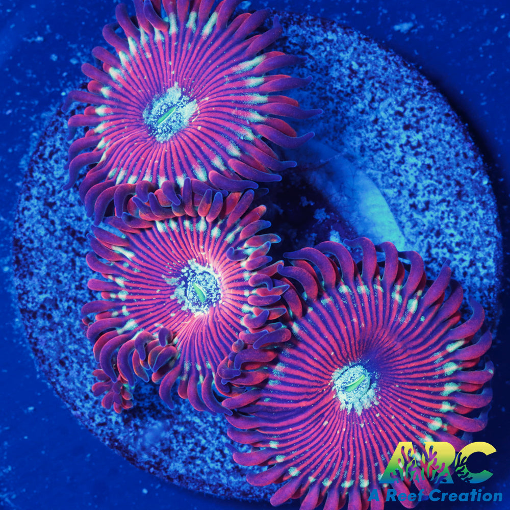 Magicians Zoas