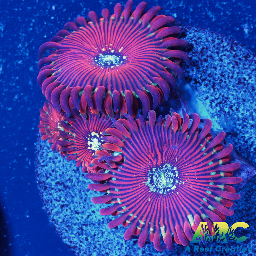 Magicians Zoas