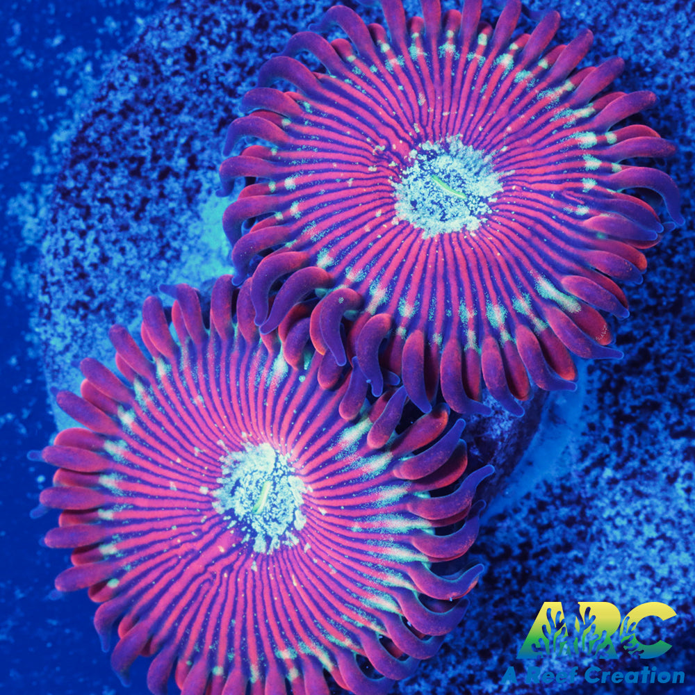 Magicians Zoas