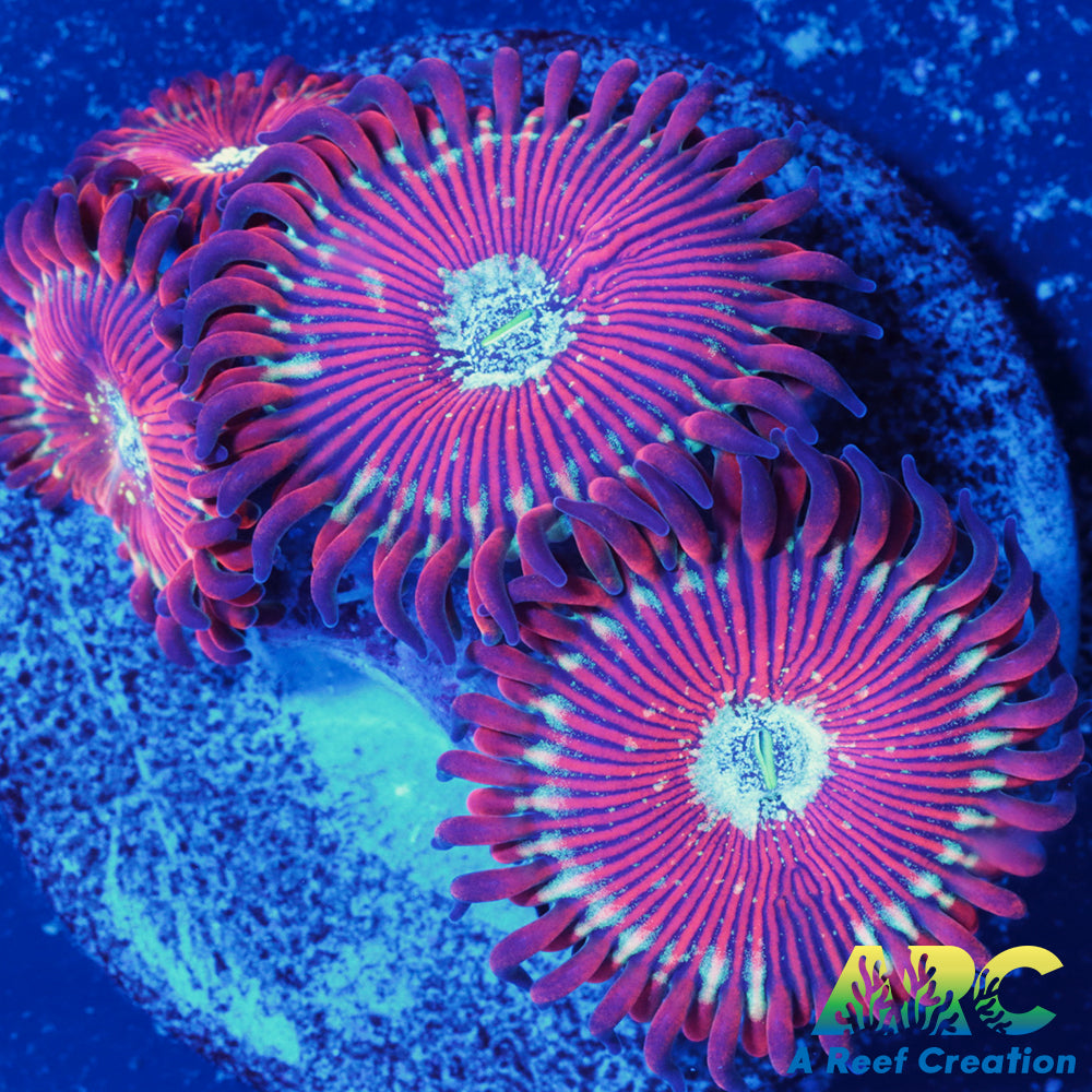 Magicians Zoas