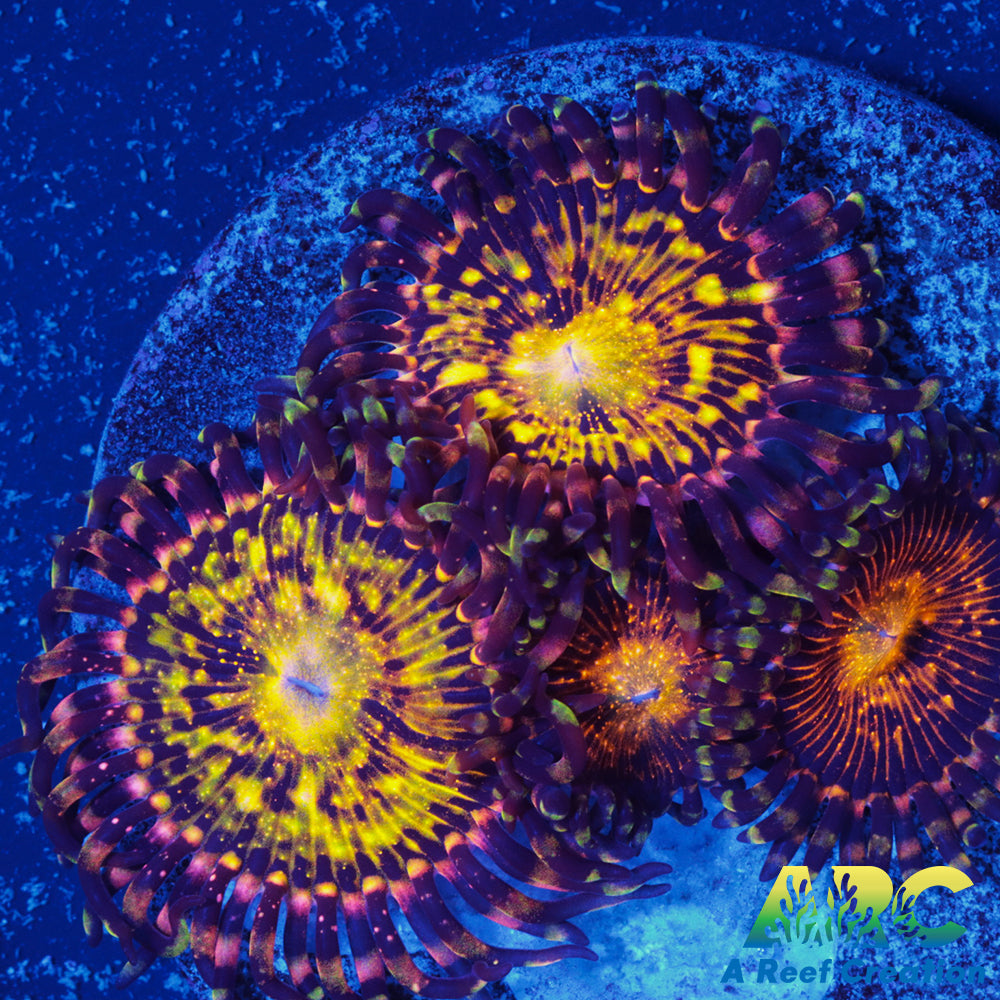 UC Grim Reaper Zoa