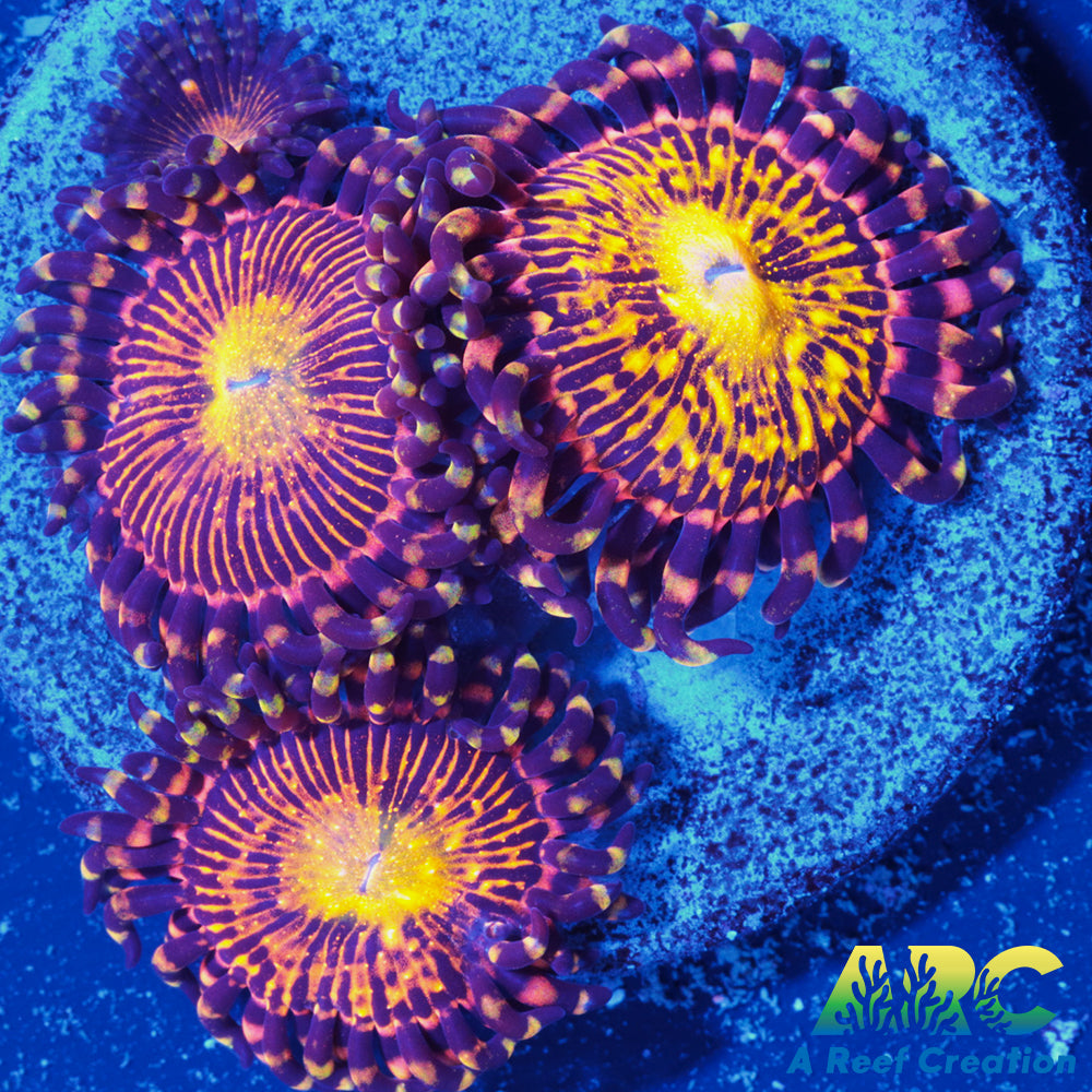 UC Grim Reaper Zoa